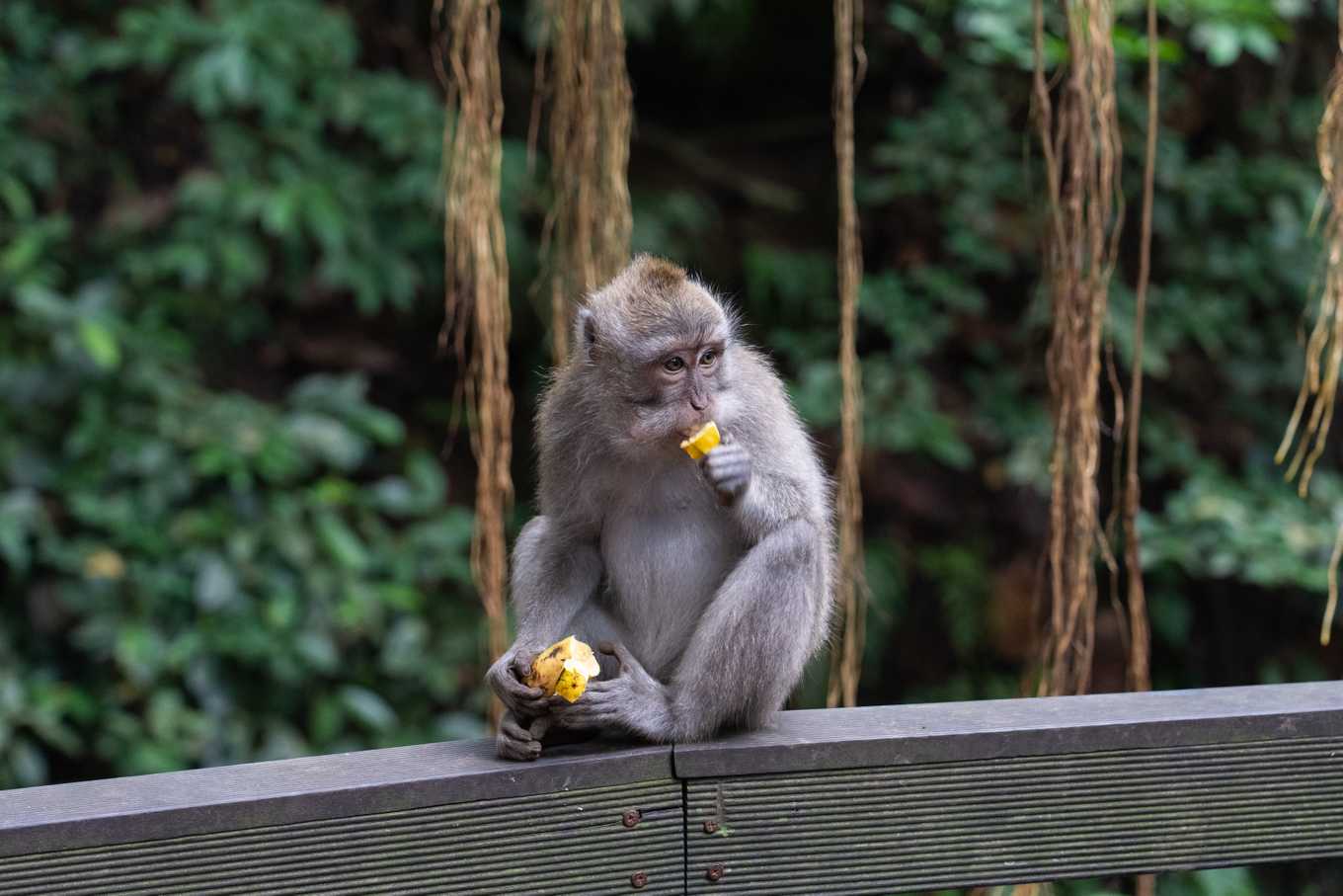 Monkeys of Bali